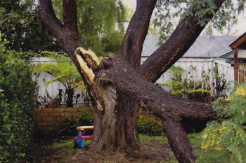 Tipuana tipu (tipu tree) trunk failure. There are 4 reports for this species in the database. Photo: E. Slowik