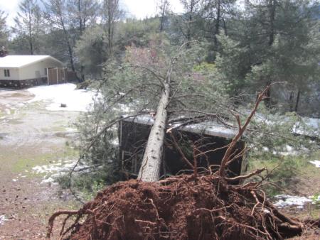 knobcone pine root failure