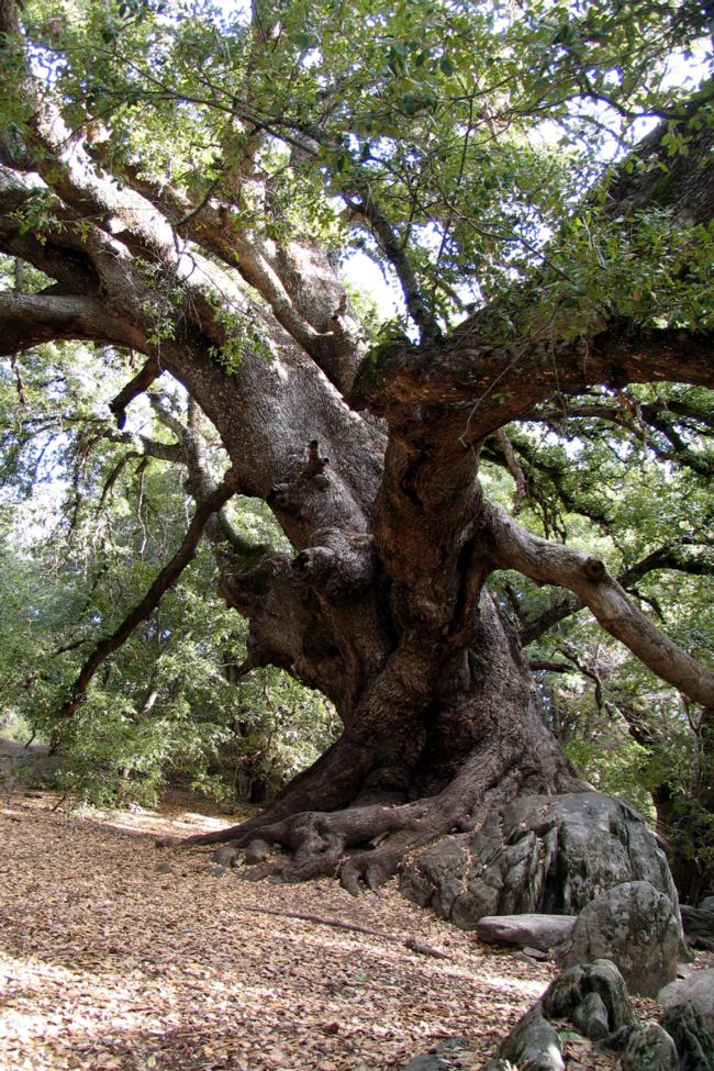 Canyon live oak 