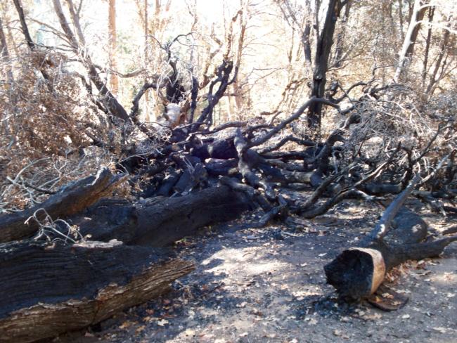 Fire damage from the 2007 Poomacha  fire