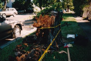 Ulmus americana (American elm) trunk failure. There are 49 reports for this species in the database. Photo: D. Pskowski