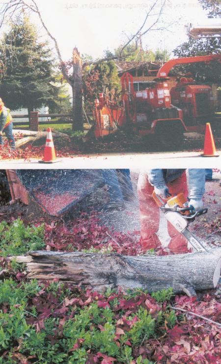 American sweet gum trunk failure