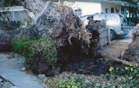 coast live oak trunk failure at ground level