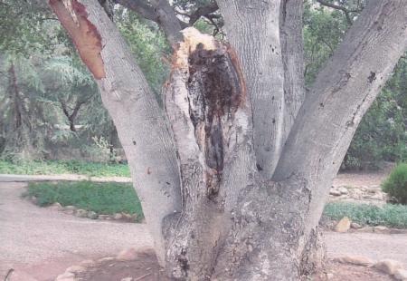 coast live oak trunk failure