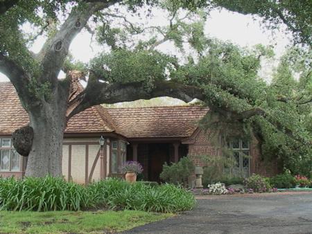 coast live oak branch failure