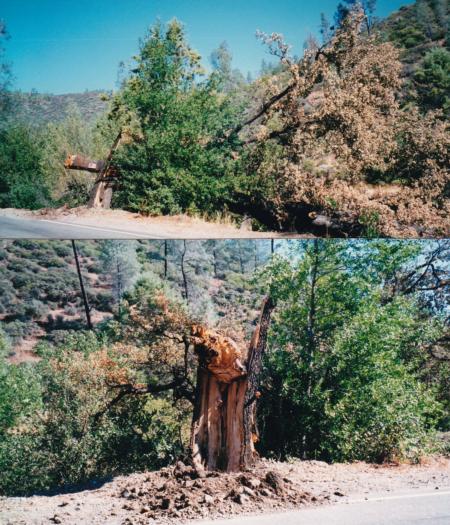 valley oak trunk failure