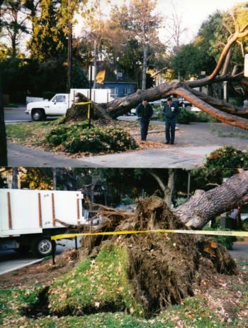 valley oak root failure