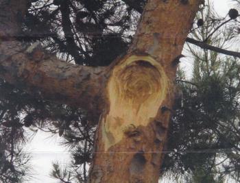 Aleppo pine branch failure