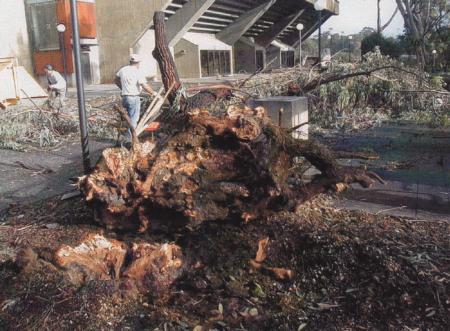 red iron bark root failure