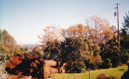 Douglas fir root failure