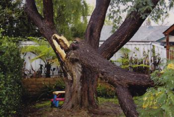 Tipuana tipu (tipu tree) trunk failure. There are 4 reports for this species in the database.Photo: E. Slowik