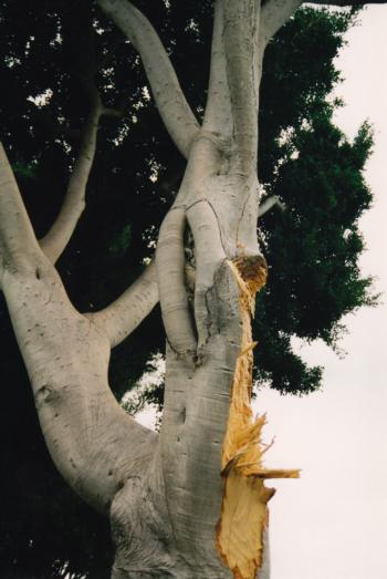 Ficus microcarpa nitida (indian laurel fig) branch failure. There are 16 reports for this species in the database. Photo: E. Slowik