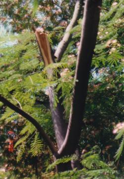 Albezia julibrissin (silk tree) trunk failure. There are 13 reports for this species in the database. Photo: unknown