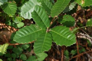 Lithocarpus densiflorus: Tanoak