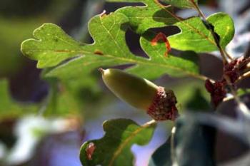 Quercus lobata: Valley Oak, Roble