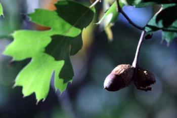 Quercus kelloggii: Black Oak