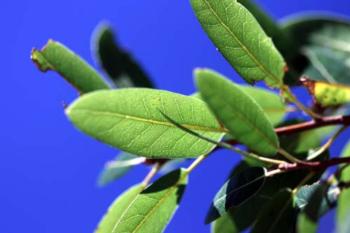 Quercus parvula: Shreve Oak