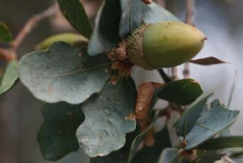Quercus douglasii: Blue Oak