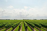 Photo of a vineyard with bright green vegetation growing between each row.