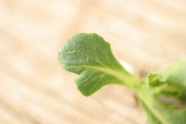bensulide on lettuce seedling (deformed leaf)