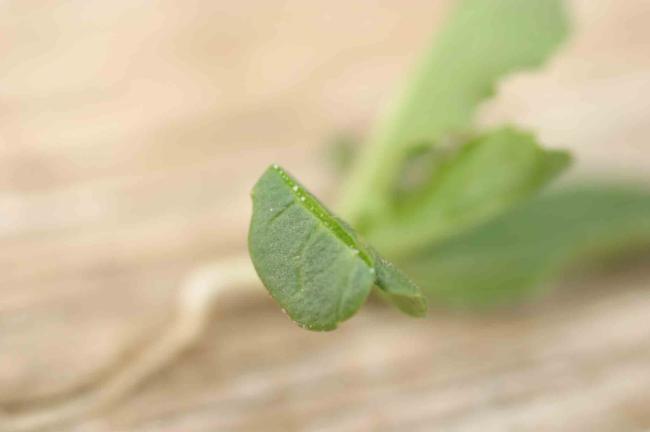 bensulide on lettuce seedling (leaf thickening)