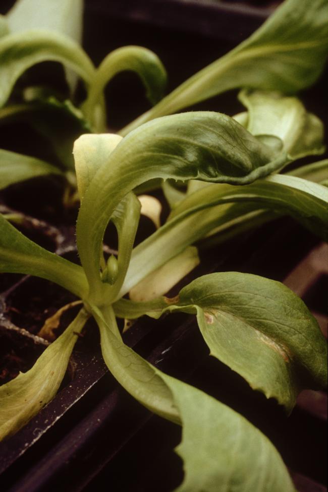 clopyralid on lettuce seedling