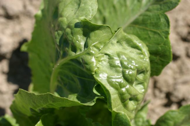 cycloate on lettuce (glued leaves)
