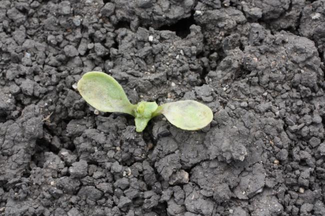dithiopyr on lettuce seedling 3