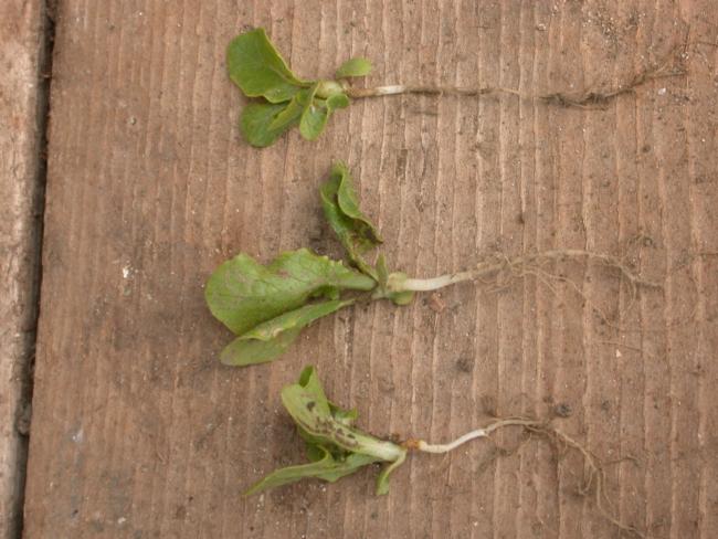oxyfluorfen damage on lettuce seedlings  at soil line  (brown lesion) plant in middle is unaffected