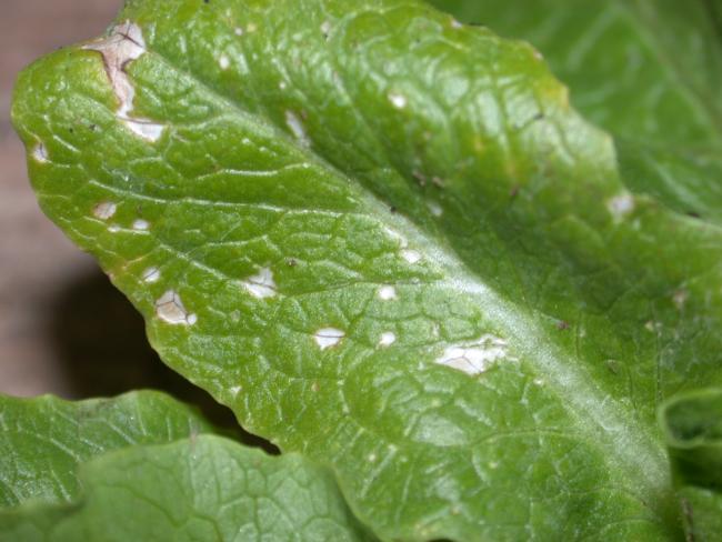 oxyfluorfen spotting on lettuce leaf