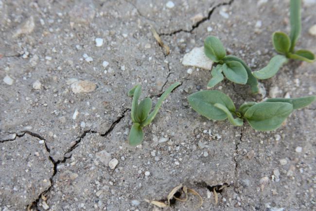 cycloate on spinach seedlings (curved cotyledons and stand loss)
