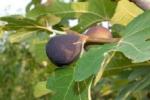 Fig (Ficus carica)