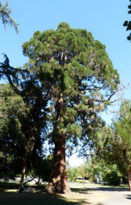 Giant Sequoia photo