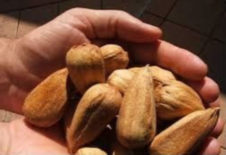 Bunya Bunya Seed (from: Permaculture Research Institute)