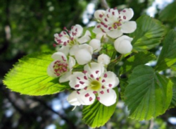 Washington Hawthorn Flowers (from: wikimedia.org)