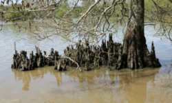 Cypress Knees  (from: wikimedia.org)
