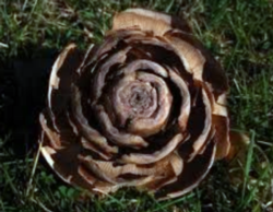 Deodar Cedar Cone in the Fall (from: flicker.com)