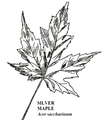 Silver Maple Leaf Illustration