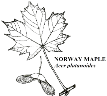Norway Maple Leaf Illustration