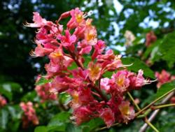 Red Horsechestnut Blossoms  (from: wikimedia.org)