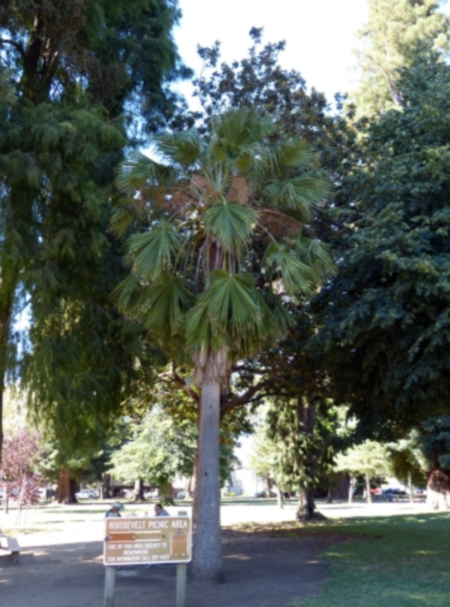 California Fan Palm photo