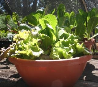 Lettuces in container, or