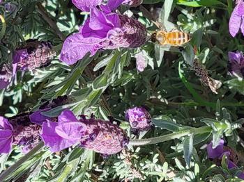 Pollinator honey bee visits Spanish lavender