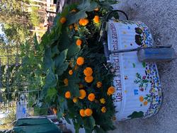 Kids group helped paint this pretty container garden