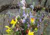 06 - April - Rick Brown - Cut Flower Garden