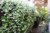 05 - Julie Long - (March) fragrant garden (Star Jasmine)