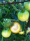 07 July - Shade Tomatoes -Pauline Sakai