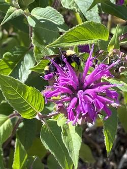 Bed #6 Blue Stocking Bee Balm