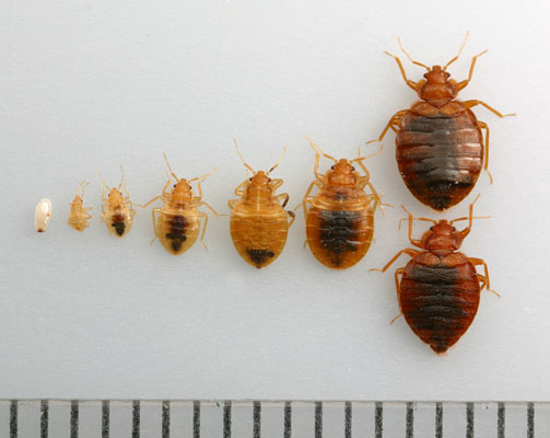 bed bug instars