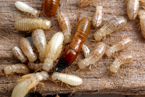 drywood termites_2